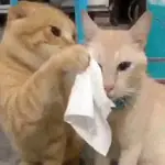 Gato ✨Ramdon Gatos 4🐈‍⬛🥏