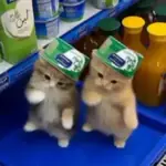 kicau mania 😺 scuba dance 🔥