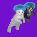 kicau mania 😺 scuba dance 🔥