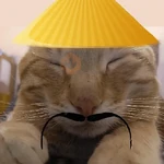 🐈‍⬛🐱🧶 GATOS | CATS 5 🧶🐱🐈‍⬛