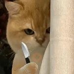 🐈‍⬛🐱🧶 GATOS | CATS 5 🧶🐱🐈‍⬛