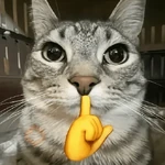 🐈‍⬛🐱🧶 GATOS | CATS 5 🧶🐱🐈‍⬛