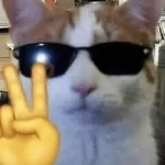 🐈‍⬛🐱🧶 GATOS | CATS 5 🧶🐱🐈‍⬛