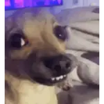 Shrek