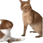 🐱🐾🐈 GATOS 🐈🐾🐱