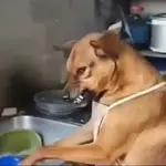 🎵 TIKTOKeando 48 🎵