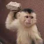 🔥TIKTOK RAMDON 3.1📲