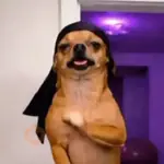 New Emote de king nasir🔥📲