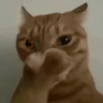 😼🫐 Gatos TikTok 🫐😼