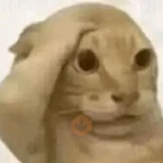 😼🫐 Gatos TikTok 🫐😼