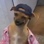 🎵 TIKTOKeando 47 🎵