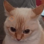 Más Michis! 🐾😺