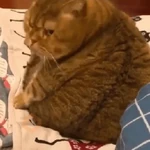 Más Michis! 🐾😺