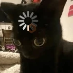 Más Michis! 🐾😺