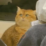 Más Michis! 🐾😺