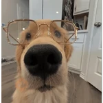 Más y Más Perritos 🐶🐾