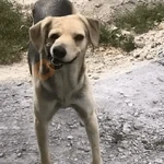 Más y Más Perritos 🐶🐾
