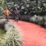 Las perdidas 💯 tiktok 🔥