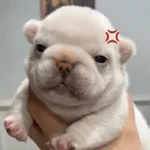 🪂🫯 Pibble Dog - TikTok 🫯🪂