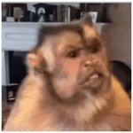 🐒Monitos graciosos 😝🐒