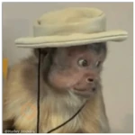 🐒Monitos graciosos 😝🐒