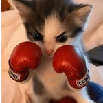 😡🐱 GATOS ENOJADOS 🐱😡