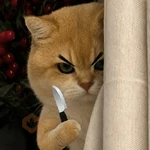 😡🐱 GATOS ENOJADOS 🐱😡