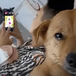 Perritos Reacciones #➎ 🐩