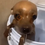 Perritos Reacciones #➎ 🐩