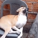 Perritos Reacciones #➎ 🐩
