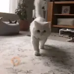 🐈🧶 Gatos Cats Gatinho 😺