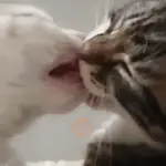 🐈🧶 Gatos Cats Gatinho 😺