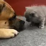 🐈🧶 Gatos Cats Gatinho 😺