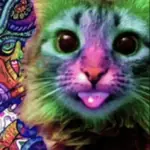 GATOS RANDOM 🐈🐈‍⬛ 2️⃣
