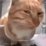 GATOS 01