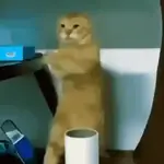 GATOS 01