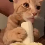 GATOS 01