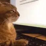 GATOS 01