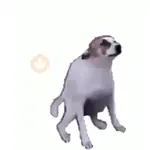 Cachorros e gatos