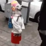 Cachorros e gatos