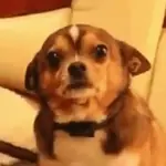 Cachorros e gatos