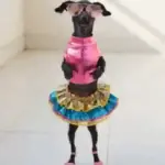 Cachorros e gatos