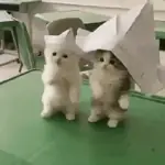 Gatos y más Gatos🐱💤