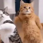 Gatos y más Gatos🐱💤