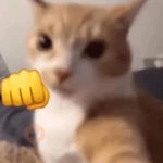 Gatinhos + Emojis 😻