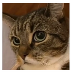 Gato Michi Mood 😼