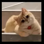 Gato Michi Mood 😼