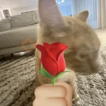 GATINHOS DE AMOR ❤️