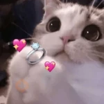 GATINHOS DE AMOR ❤️