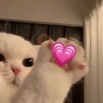 GATINHOS DE AMOR ❤️